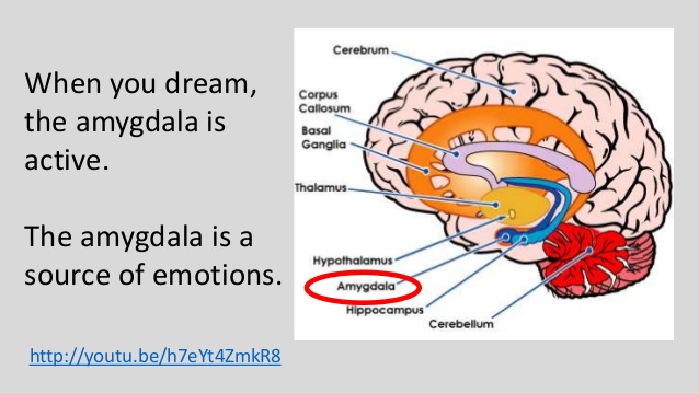 amygdala
