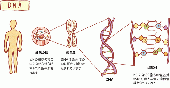 dna