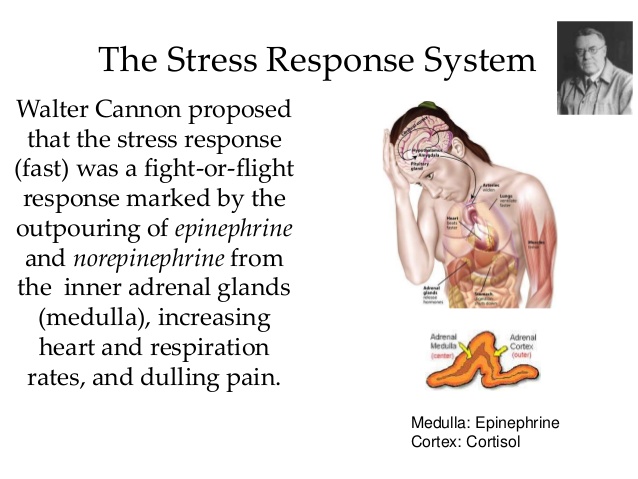 stress3