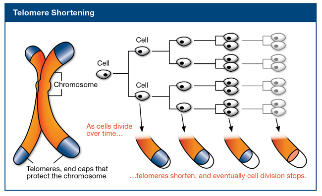 telomere shortening