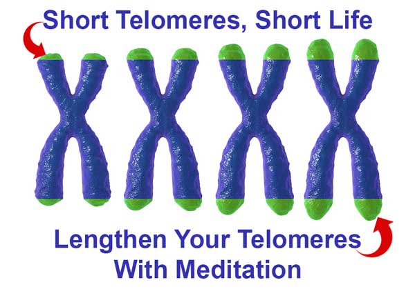 telomeres1